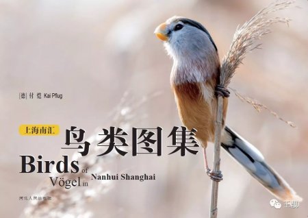 (image for) Birds of Nanhui Shanghai - Click Image to Close