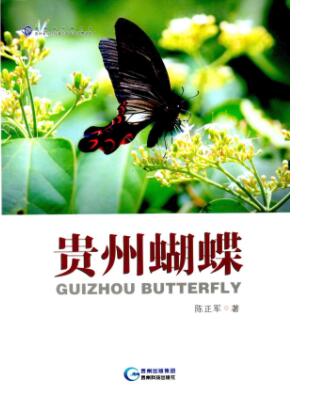 (image for) Guizhou Butterfly - Click Image to Close