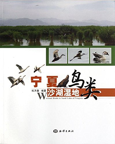 (image for) Wetland Birds in Sand Lake of Ningxia - Click Image to Close