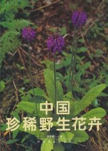 (image for) Rare And Precious Wild Flowers of China - Click Image to Close