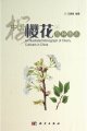 (image for) An Illustrated Monograph of Cherry Cultivars in China