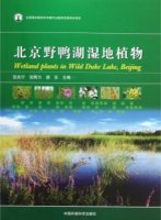 (image for) Wetland Plants in Wild Duke Lake, Beijing
