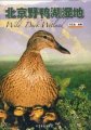 (image for) Wild Duck Wetland
