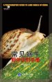(image for) A Photographic Guide to Land Snails of China
