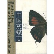 (image for) Butterflies Fauna Sinica: Lycaenidae (Zhongguo Hui Die Zhi)
