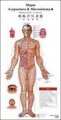 (image for) Acupunctrue and Microsystem Wall Chart (Spanish-Chinese)