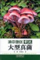 (image for) Common Macrofungi in Central Yunnan