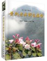(image for) Vitex Negundo Lim Plants of Gulin Conty, Sichuan Province