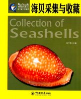 (image for) Collection of Seashells
