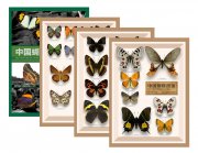 (image for) Butterflies of China (4 vols)