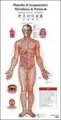 (image for) Acupunctrue Point Wall Chart (French-Chinese)