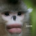 (image for) Eif of Snow Moutain Yunnan Snub-nosed Monkey