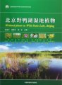 (image for) Wetland Plants in Wild Duke Lake, Beijing