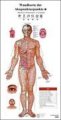 (image for) Acupunctrue Point Wall Chart (German-Chinese)