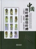 (image for) Erythroneurini and Zyginellini From China(Hemiptera:Cicadellidae:Typhlocybinae)