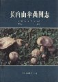 (image for) Illustrations of Agarics of Changbai Mountains,China