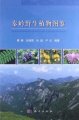 (image for) Illustrated Handbook of Wild Plants in Qinling Mountains