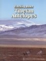 (image for) Tracking Down Tibetan Antelopes