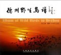 (image for) Album of Wild Birds in Dezhou