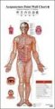(image for) Acupunctrue Point Wall Chart (English-Chinese)