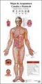 (image for) Acupunctrue Point Wall Chart (Spanish-Chinese)