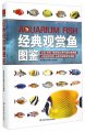 (image for) Aquarium Fishes