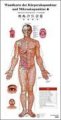 (image for) Acupunctrue and Microsystem Wall Chart (German-Chinese)