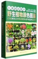 (image for) Mount Yiwulv Area Color Illustrations of Wild Plants (With CD-ROM)