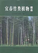 (image for) Bamboo plants in Yichun